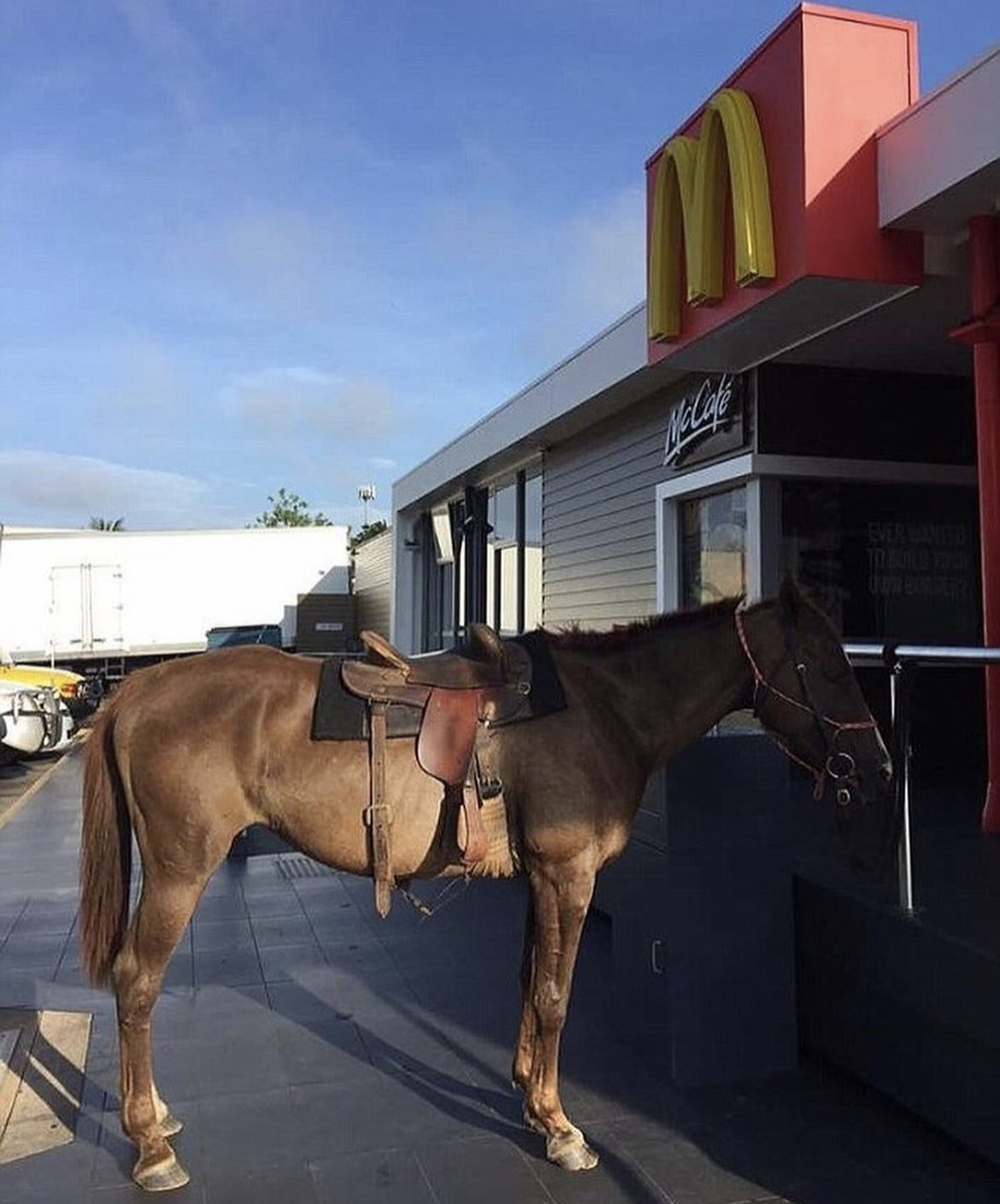 A saddled horse outside the McDonald’s window